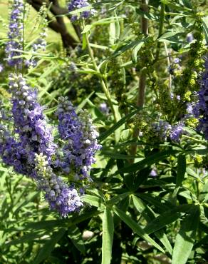 Fotografia 7 da espécie Vitex agnus-castus no Jardim Botânico UTAD