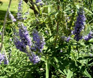 Fotografia da espécie Vitex agnus-castus