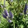 Fotografia 7 da espécie Vitex agnus-castus do Jardim Botânico UTAD