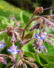 Fotografia da espécie Trachystemon orientalis