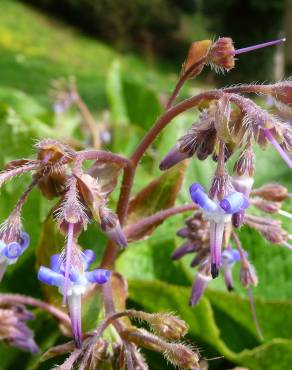 Fotografia 1 da espécie Trachystemon orientalis no Jardim Botânico UTAD