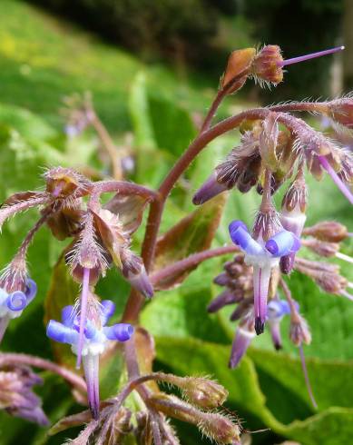 Fotografia de capa Trachystemon orientalis - do Jardim Botânico