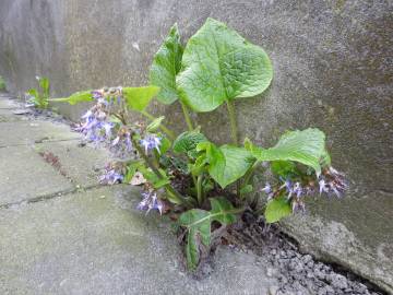 Fotografia da espécie Trachystemon orientalis