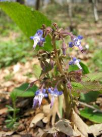 Fotografia da espécie Trachystemon orientalis