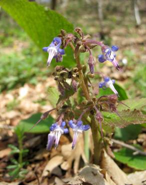 Fotografia 3 da espécie Trachystemon orientalis no Jardim Botânico UTAD