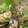 Fotografia 3 da espécie Trachystemon orientalis do Jardim Botânico UTAD