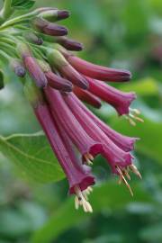 Fotografia da espécie Iochroma cyaneum