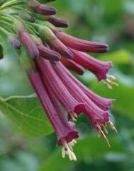 Iochroma cyaneum