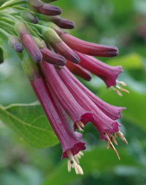 Fotografia 1 da espécie Iochroma cyaneum no Jardim Botânico UTAD