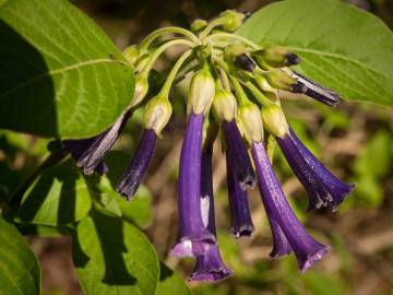 Fotografia da espécie Iochroma cyaneum