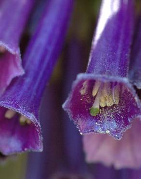 Fotografia 3 da espécie Iochroma cyaneum no Jardim Botânico UTAD