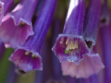 Fotografia da espécie Iochroma cyaneum