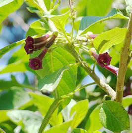 Fotografia da espécie Iochroma cyaneum