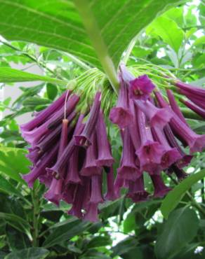 Fotografia 6 da espécie Iochroma cyaneum no Jardim Botânico UTAD