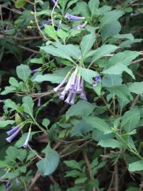 Fotografia da espécie Iochroma cyaneum