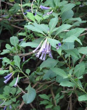 Fotografia 7 da espécie Iochroma cyaneum no Jardim Botânico UTAD