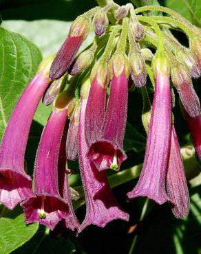 Fotografia 9 da espécie Iochroma cyaneum no Jardim Botânico UTAD