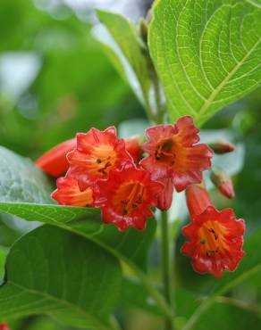 Fotografia 1 da espécie Iochroma gesnerioides no Jardim Botânico UTAD