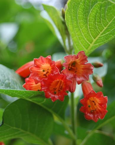 Fotografia de capa Iochroma gesnerioides - do Jardim Botânico