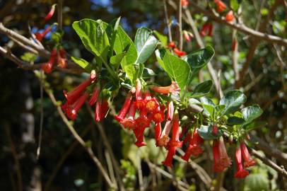 Fotografia da espécie Iochroma gesnerioides