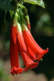 Fotografia da espécie Iochroma gesnerioides