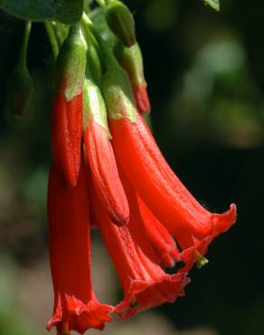 Fotografia 3 da espécie Iochroma gesnerioides no Jardim Botânico UTAD