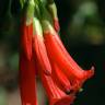 Fotografia 3 da espécie Iochroma gesnerioides do Jardim Botânico UTAD