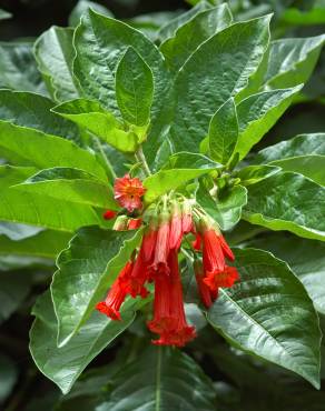 Fotografia 4 da espécie Iochroma gesnerioides no Jardim Botânico UTAD