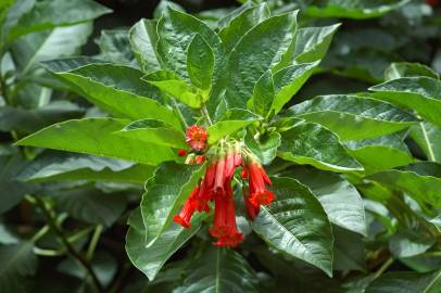 Fotografia da espécie Iochroma gesnerioides