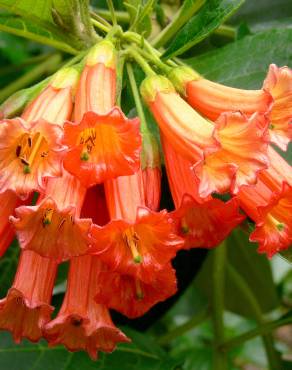 Fotografia 5 da espécie Iochroma gesnerioides no Jardim Botânico UTAD