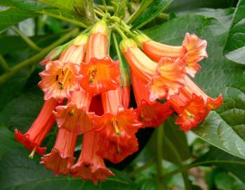 Fotografia da espécie Iochroma gesnerioides