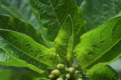 Fotografia da espécie Iochroma gesnerioides