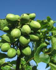 Fotografia da espécie Jatropha curcas