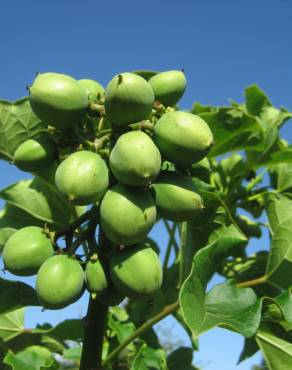 Fotografia 1 da espécie Jatropha curcas no Jardim Botânico UTAD