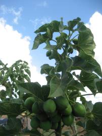 Fotografia da espécie Jatropha curcas