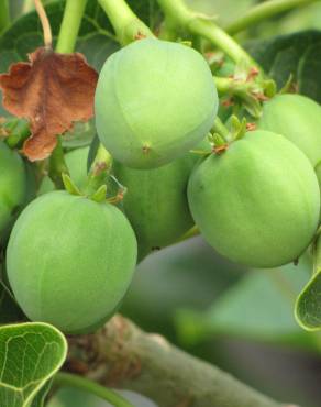 Fotografia 3 da espécie Jatropha curcas no Jardim Botânico UTAD