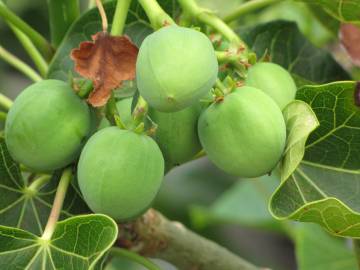 Fotografia da espécie Jatropha curcas