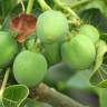 Fotografia 3 da espécie Jatropha curcas do Jardim Botânico UTAD