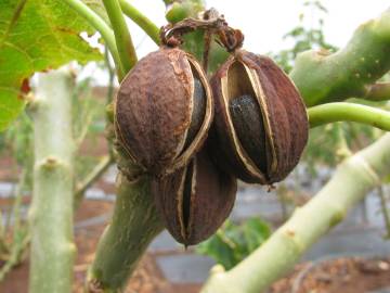 Fotografia da espécie Jatropha curcas