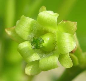 Fotografia da espécie Jatropha curcas