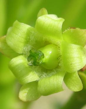 Fotografia 5 da espécie Jatropha curcas no Jardim Botânico UTAD