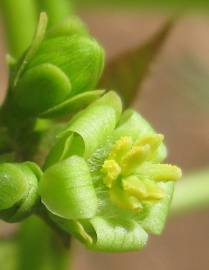 Fotografia da espécie Jatropha curcas