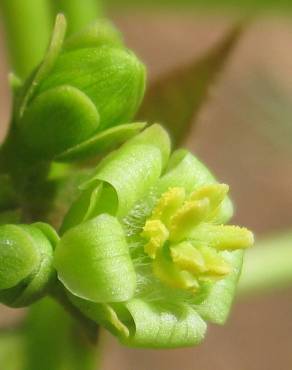 Fotografia 6 da espécie Jatropha curcas no Jardim Botânico UTAD