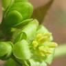 Fotografia 6 da espécie Jatropha curcas do Jardim Botânico UTAD