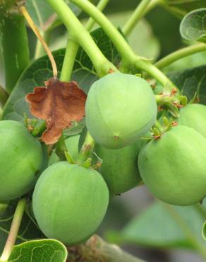 Fotografia 7 da espécie Jatropha curcas no Jardim Botânico UTAD