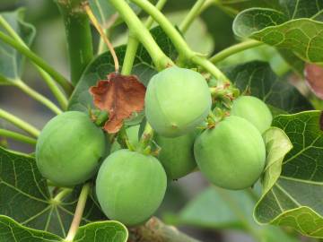 Fotografia da espécie Jatropha curcas