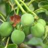 Fotografia 7 da espécie Jatropha curcas do Jardim Botânico UTAD