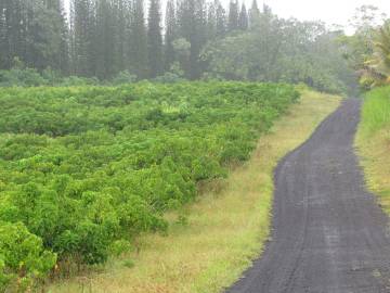 Fotografia da espécie Jatropha curcas