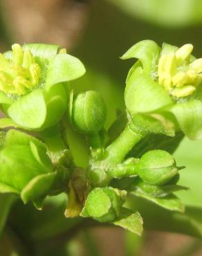 Fotografia 11 da espécie Jatropha curcas no Jardim Botânico UTAD