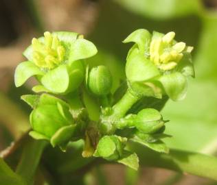 Fotografia da espécie Jatropha curcas